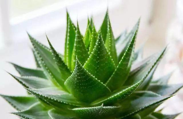 9大除甲醛綠植,趕緊先收藏了! 9大除甲醛綠植,趕緊先收藏了!